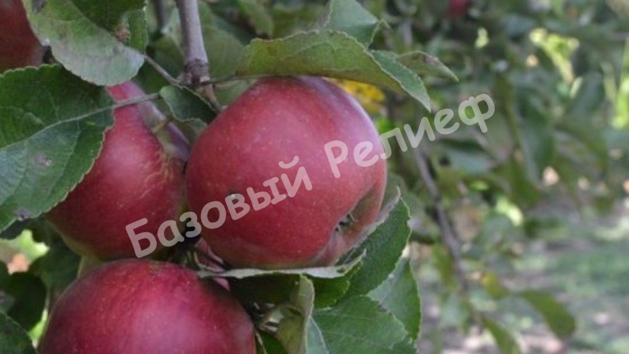 Яблоня колоновидная Орловская Есения