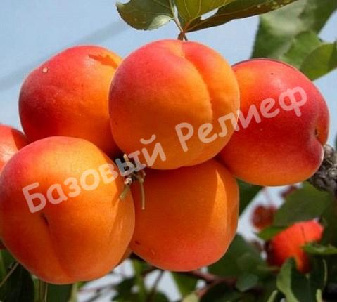 Персик колоновидный красно-оранжевый Медовый
