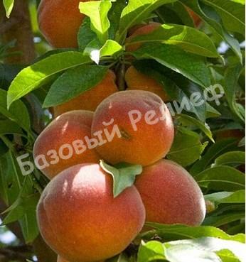 Персик колоновидный красно-оранжевый Медовый
