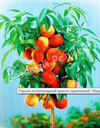 Персик колоновидный красно-оранжевый Медовый