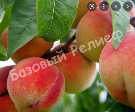 Персик розовый Бархатный Сезон