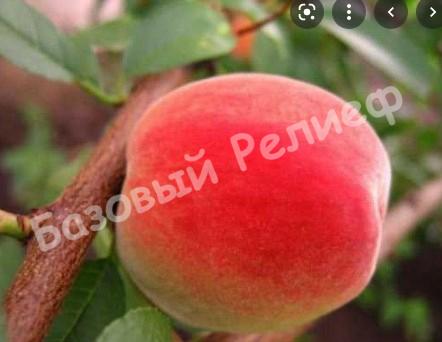Персик розовый Бархатный Сезон