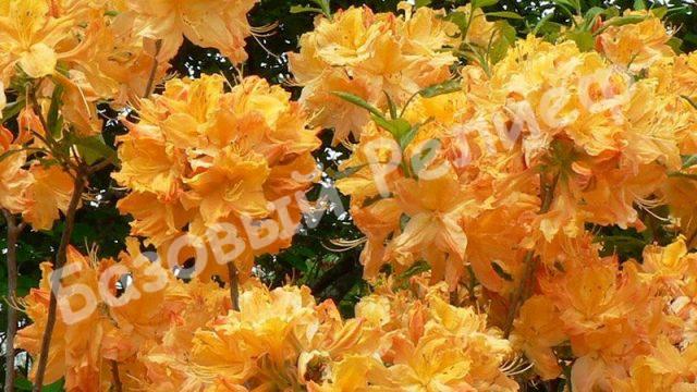 Рододендрон Голден Лайтс