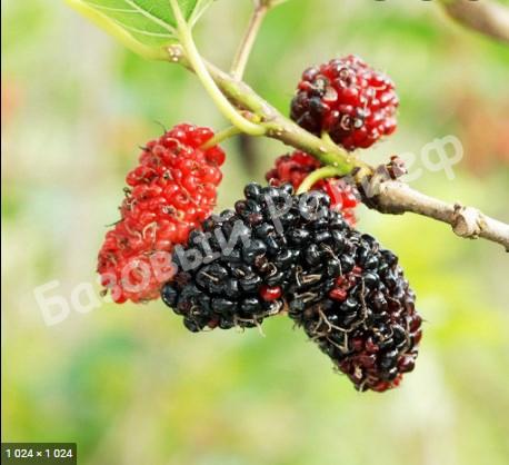 Шелковица красная Morus rubra