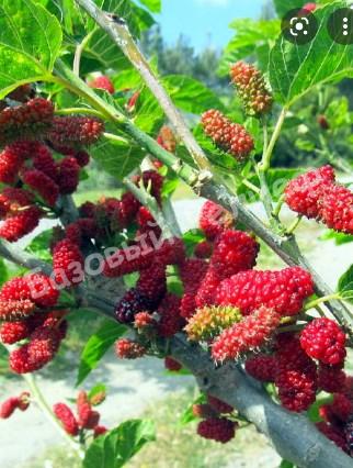 Шелковица красная Morus rubra