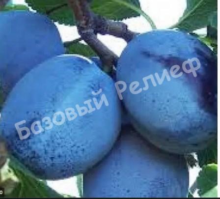 Слива фиолетовая Гигант