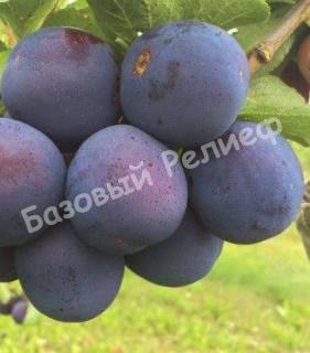 Слива фиолетово-синяя Кромань