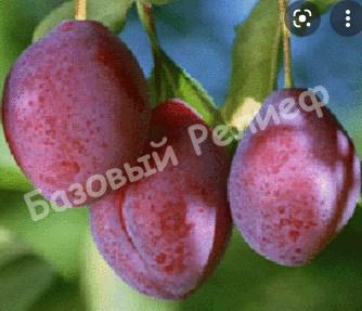 Слива Конфетная