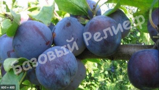 Слива красно-фиолетовая Ренклод Советский