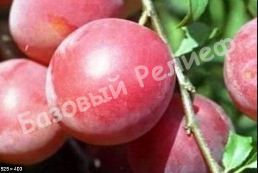 Слива розовая Июльская