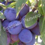 Крупноплодная