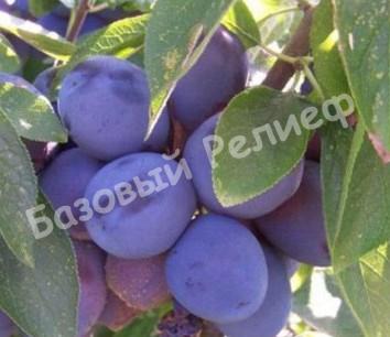Слива Смолинка