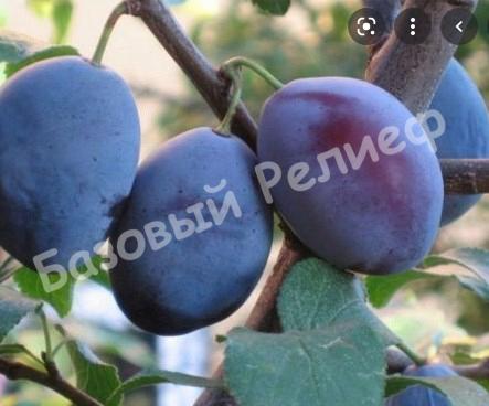 Слива Смолинка