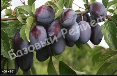 Слива темно фиолетово-бурая Ренклод Харитоновой