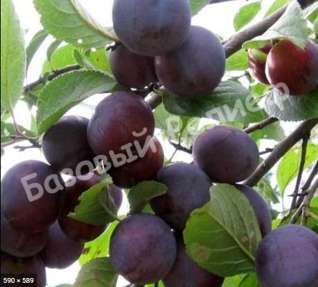 Слива темно фиолетово-бурая Ренклод Харитоновой