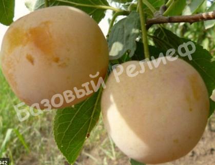 Слива желтая с темно-малиновым румянцем Волгоградская