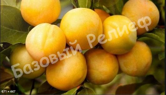 Слива желтая Светлячок