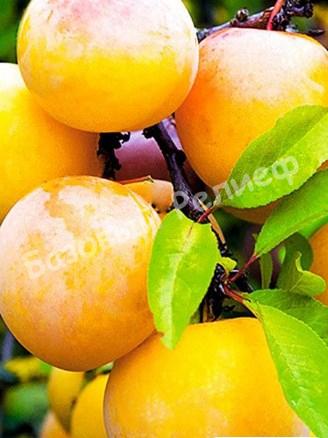 Слива желтая Светлячок