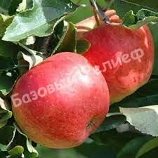 Яблоня Авангард