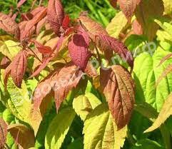 Спирея японская Крупнолистная