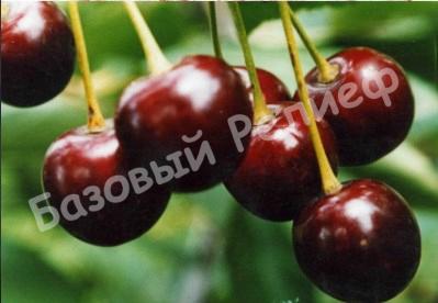 Вишня Бессея