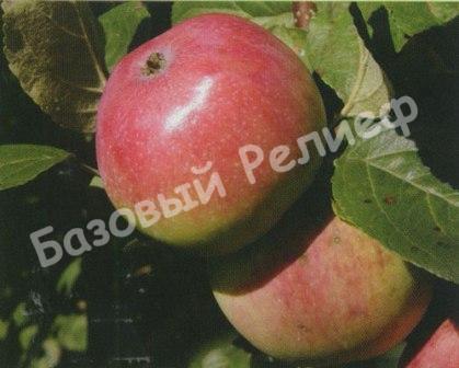 Яблоня Алпек