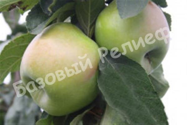 Яблоня Альпинист