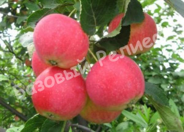 Яблоня Алтайское Наливное (Румяное)