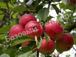 Яблоня Алтайское Наливное (Румяное)