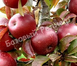 Яблоня колоновидная Аркаим