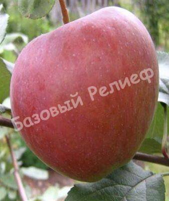 Яблоня Авангард