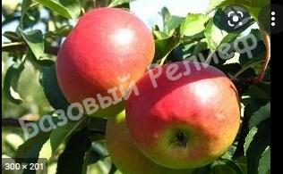 Яблоня розовая Память Исаева