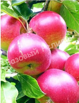 Яблоня розовая Память Исаева