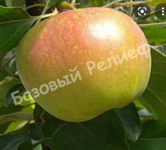 Яблоня Витязь