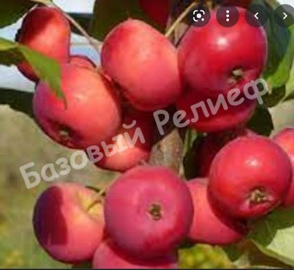 Яблоня Заветное