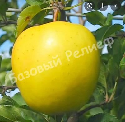 Яблоня желтая Голден классический
