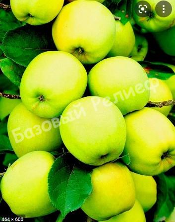 Яблоня желтая Голден классический