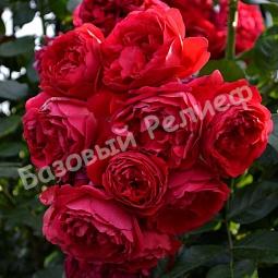 Роза Флорентина
