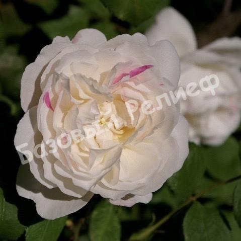 Роза Винчестер Кафедрал