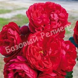 Роза Флорентина