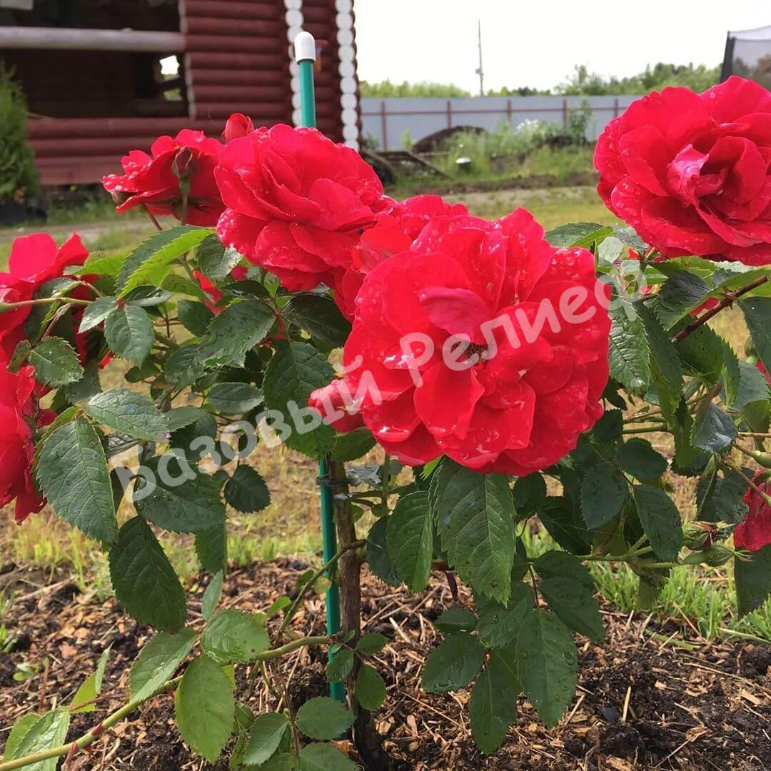 Роза Фламентанц
