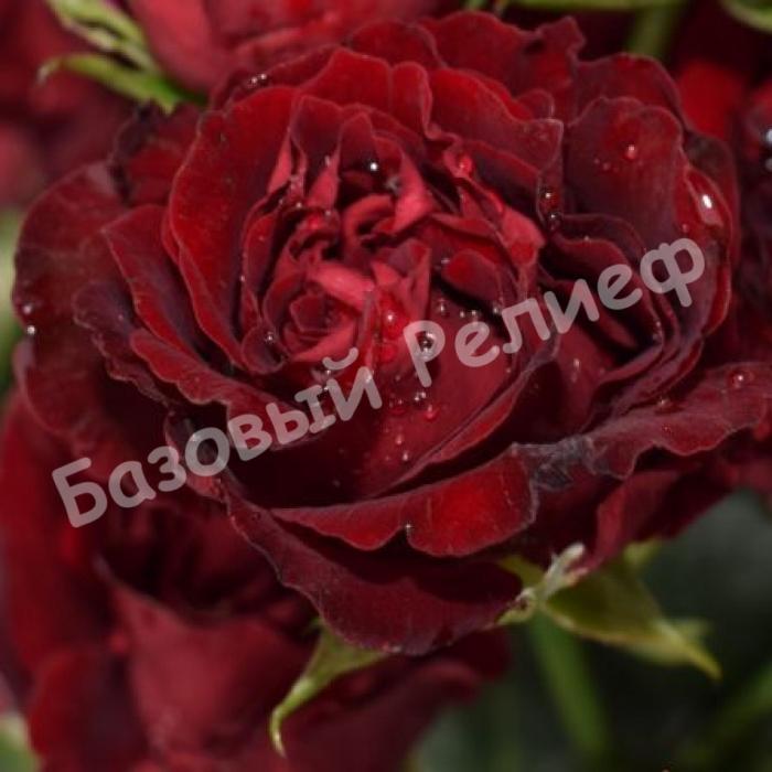 Роза Блек Бабблз