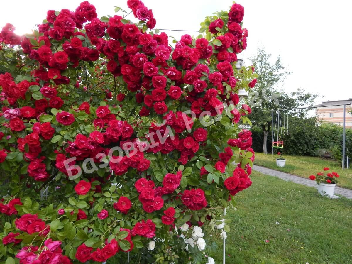 Роза Фламентанц