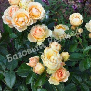 Роза Генриетта Барнетт