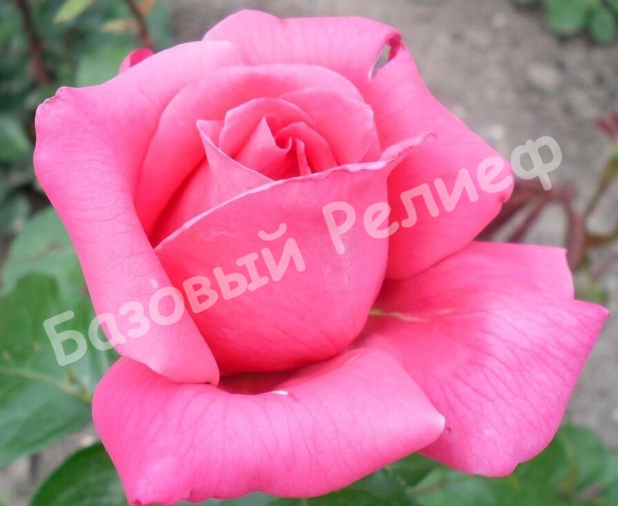 Роза Шакира