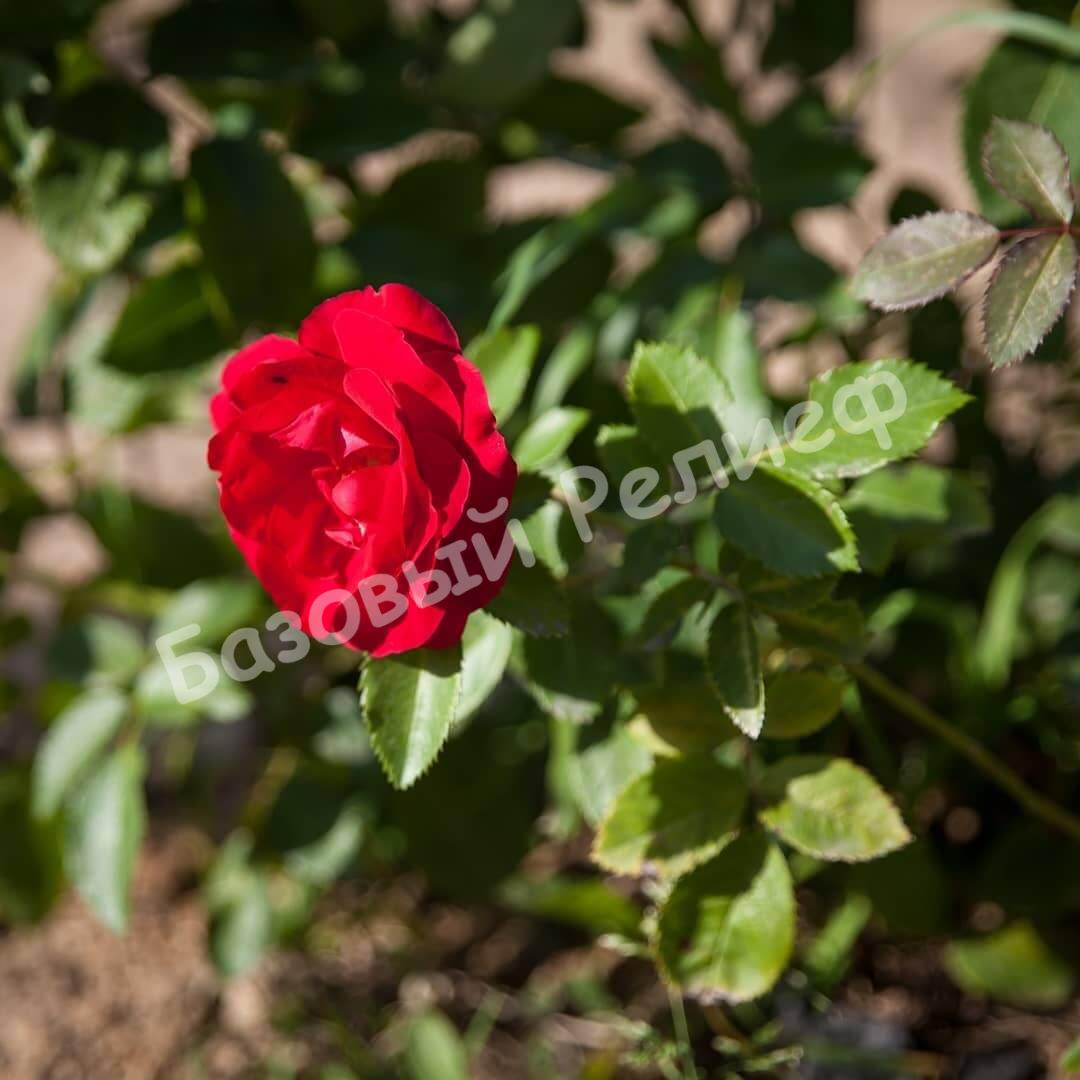Роза Фламентанц