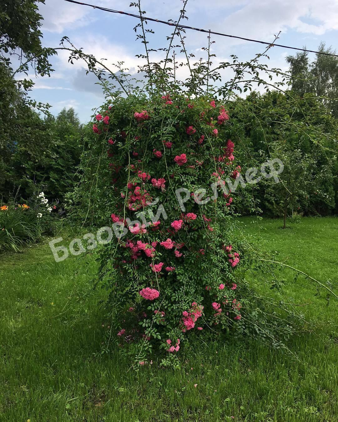 Роза Дороти Перкинс