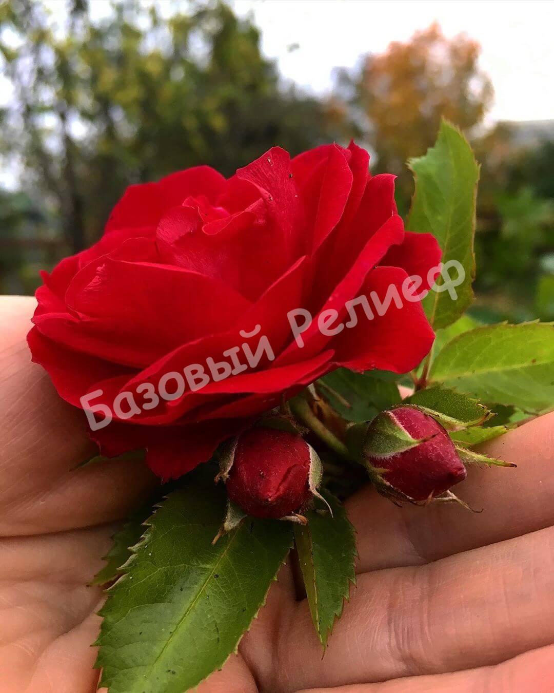 Роза Фламентанц