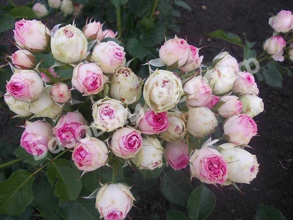 Роза Мини Эден