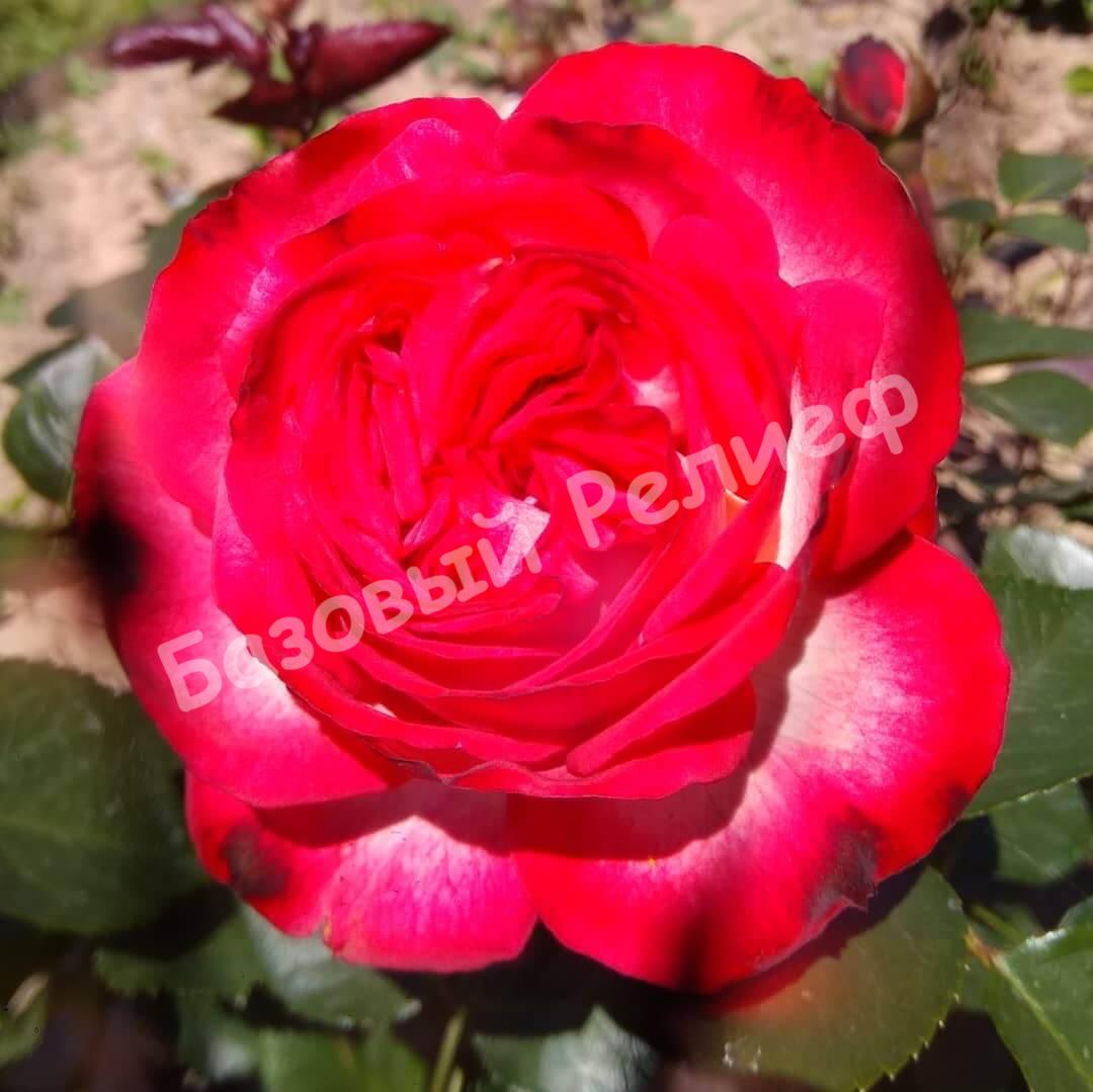 Роза АНТИК 89